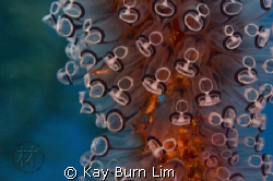 Cluster of Tunicates. D300, 105mm Maccro by Kay Burn Lim 